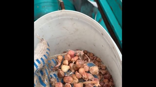 Как посадить воздушку/ чем сажать бульбочку чеснока/ сеялка для бульбочки (воздушки) чеснока смотреть онлайн