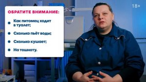Моя #Кошка Болеет Симптомы Болезни Кошек