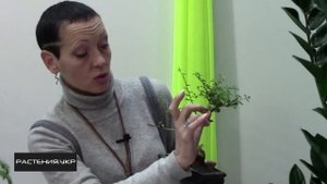 Как вырастить дерево Бонсай своими руками? / карликовое дерево