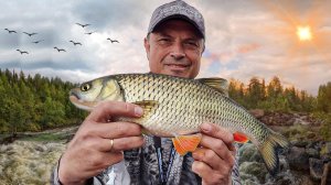 Рыбалка с Дмитрием Мельником: Хитрый  голавль летом, на что ловить ? Вот он азарт рыбалки.