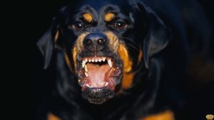 Стальные челюсти. 5 пород собак с самым сильным укусом.