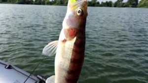 ЛОВЛЯ СУДАКА. КАК ЛОВИТЬ СУДАКА. СЕКРЕТ ЛОВЛИ СУДАКА.