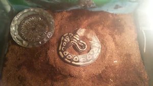 Линька региуса морфы Mojave