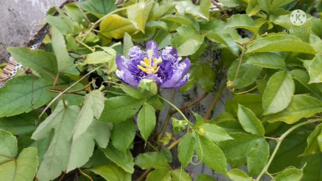 Passiflora/passion/krishnakamal смотреть онлайн