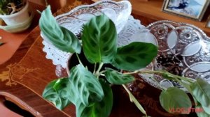 Комнатные цветы. Уход за комнатными цветами в ноябре.