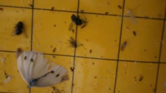 Желтая клеевая ловушка для насекомых смотреть онлайн