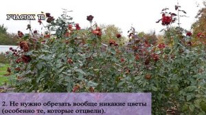 Нужно ли Обрезать Цветы у Роз Осенью - Когда Обрезать Бутоны Роз Осенью