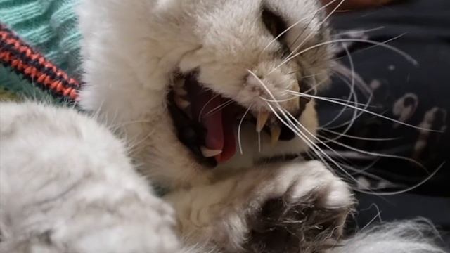 КОРОЧЕ ГОВОРЯ, КОТА КЕВИНА ЗАБРАЛИ В ПРИЮТ! НОВАЯ СЕМЬЯ ДЛЯ КЕВЫ