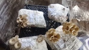 Первая волна вешенок на картоне. 2 посев.