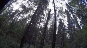 Как найти чагу в лесу. Чага березовая, чайный гриб chaga как лечение рака. Кап и сувель. #173