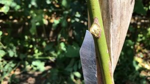 Убираем дички на Штамбовой Розе! Раньше ты делал не правильно!Розы Артема!