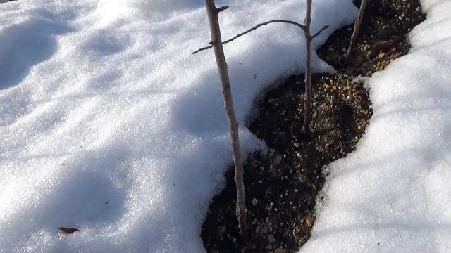 Выращивание саженцев плодовых деревьев.