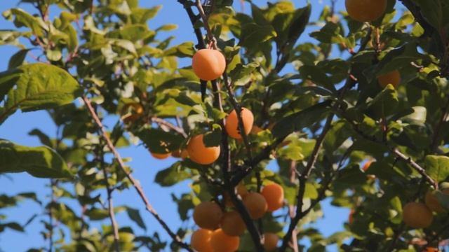 Суперпопулярная слива «Желтая Хопты» смотреть онлайн