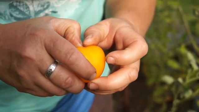 Тепличные неудачи 2019 года. Дача на Урале. смотреть онлайн