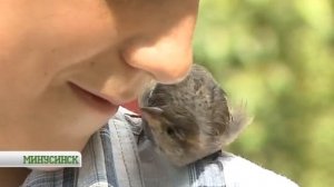 Ручной воробей