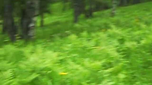 Зубры в дикой природе. смотреть онлайн