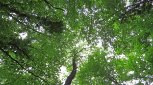 Лес в ущелье Кара-Кишла.