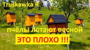 пчёлы.Норма осыпи пчёл за зиму.  Какая семья считается хорошо перезимовавшей.  Нужно ли сокращать