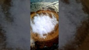 Технология сушки поперечных спилов дерева часть -1.