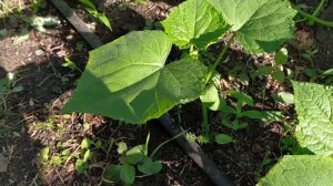 КАК ИЗБЕЖАТЬ КОНДЕНСАТА НА ЛИСТЬЯХ ОГУРЦА! И НЕ ДОПУСТИТЬ ТАКОГО ЗАБОЛЕВАНИЯ КАК ПЕРОНОСПОРОЗ !!!!!