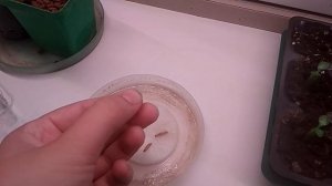 Как вырастить адениумы из семян? Покажу и расскажу наглядно!