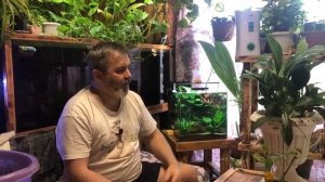 Спатифиллум Сенсация (Spathiphyllum Sensation) что с ней стало