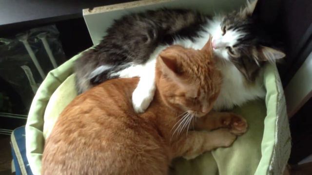 14 июля 2014 г. смотреть онлайн