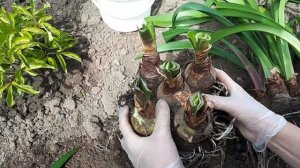 Амариллисовые без периода покоя. Высадка в огород.