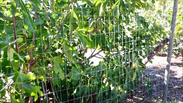 Fig Tree, Ficus carica, San Diego, California смотреть онлайн