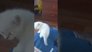 Реакция девочки котёнка, когда оказалась на спине хозяина