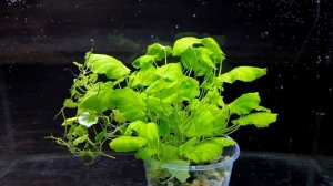 КАРДАМИН ЛИРОВИДНЫЙ. СЕКРЕТЫ СОДЕРЖАНИЯ. Cardamine Lyrata