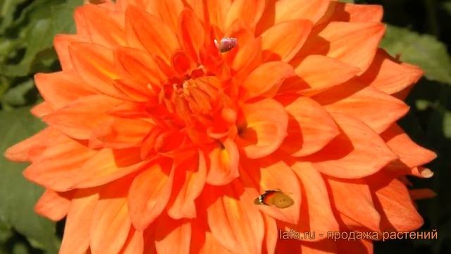 Георгина декоративная Неон Сплендер (dahlia) ? обзор: как сажать, луковицы георгины Неон Сплендер