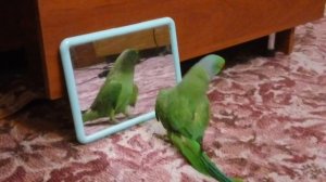 Ожереловый попугай играет