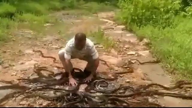 Змеелов из Бхопала выпускает пойманных змей смотреть онлайн