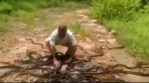Змеелов из Бхопала выпускает пойманных змей
