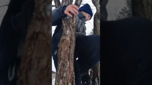 скалалаз. тутор как забираться на дерево.
