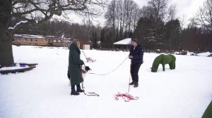 КАК НАУЧИТЬ СОБАКУ НЕ ПОДБИРАТЬ ЕДУ С ЗЕМЛИ НА ПРИМЕРЕ БОРДЕР КОЛЛИ | ЧАСТЬ 1