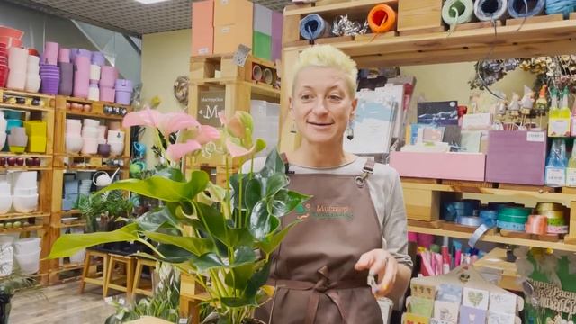 Антуриум Джоли | Обзор сорта | Розовый цветок-фламинго. Комнатное растение для дома и офиса. смотреть онлайн