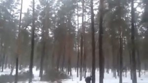 Валка леса сбиванием, по принципу батарейной валки. Felling trees in the opposite direction