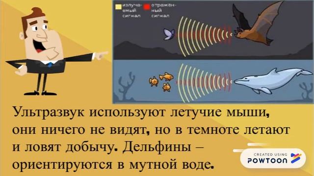 Презентация «Ультразвук». смотреть онлайн
