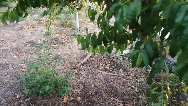 Как и когда,и как лучше поменять сорт дерева? смотреть онлайн