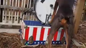 Laszlo the Drumming Doberman Bay Area Dog Training Circus Class