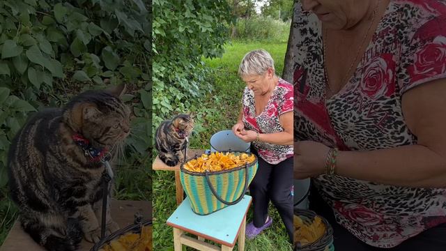 Кот Платон приехал в деревню успокаиваться от городской жизни.