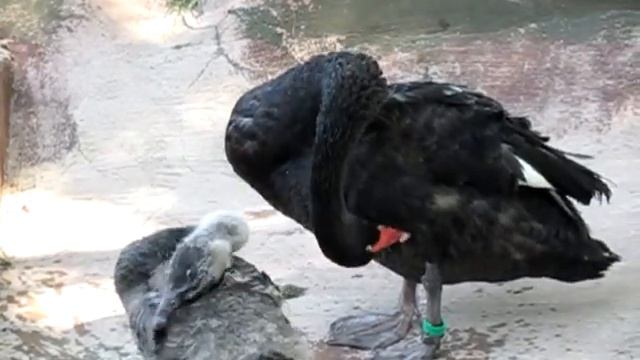 Чёрный лебедь. Замедленная. смотреть онлайн