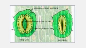 Ткани растений Покровные ткани Биология 5 - 6 класс