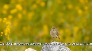 Пение птиц Жаворонок полевой Alauda arvensis