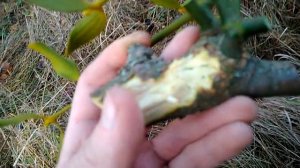 Омела - растение паразит