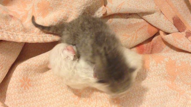 Новорожденные котята. смотреть онлайн