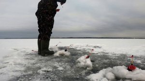 Рыбалка на Финском заливе январь 2023, корюшка, Тарховка