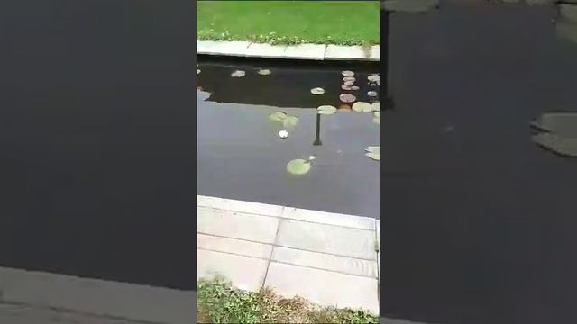 Соня на даче. смотреть онлайн